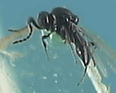 Platygasteridae 1